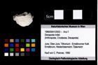 Foto (Objekt + Etikett) von Decapoda indet.  (NHMW-GEO-1990-0041-2503)
